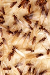 Termite Inspection