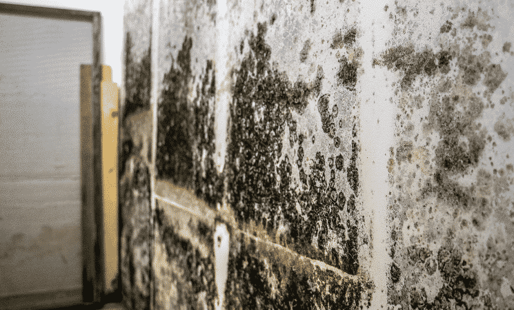 The 4 Most Common Mold Questions