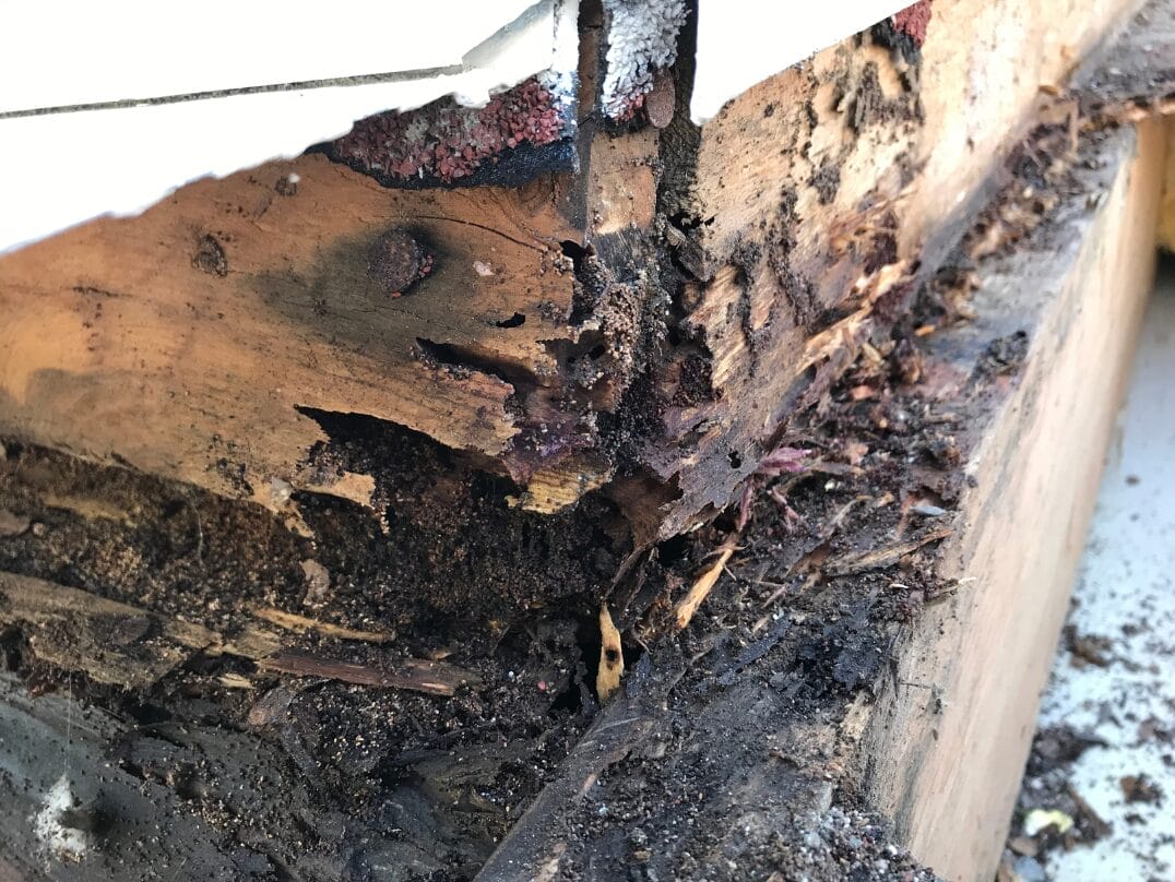 Severe termite damage in wooden structure, showing extensive wood decay and tunneling.