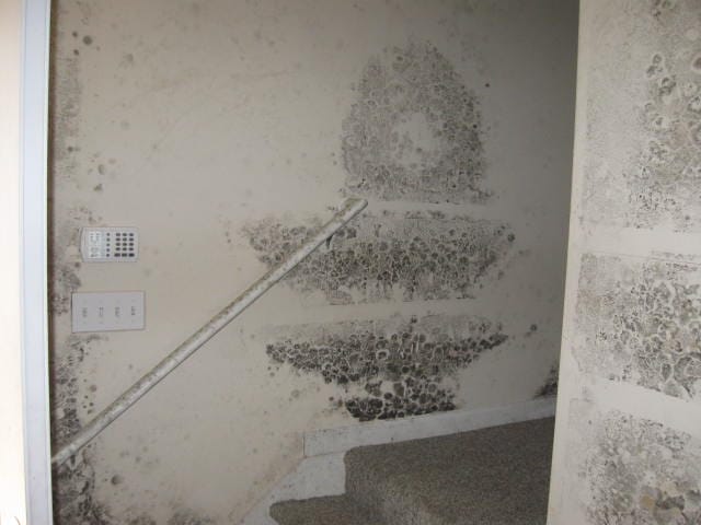 White interior wall showing dark mold growth, illustrating common mold problems caused by moisture buildup