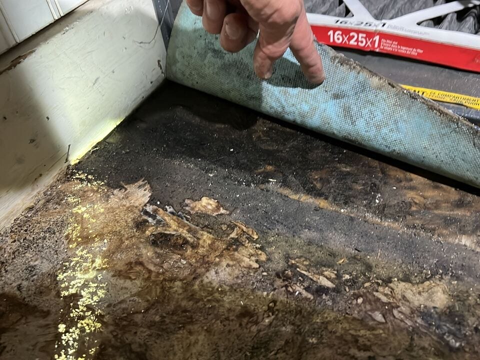 Black mold or mildew forming on garage surface due to excess moisture